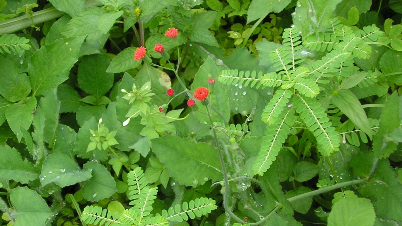 w058_red50_red-flowers+dew_pap-road_san fernando_trinidad_20111203_tobagojo@gmail.com_P1010002D_set02_1366w_768h